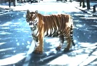 tiger_and_snow_3.jpg