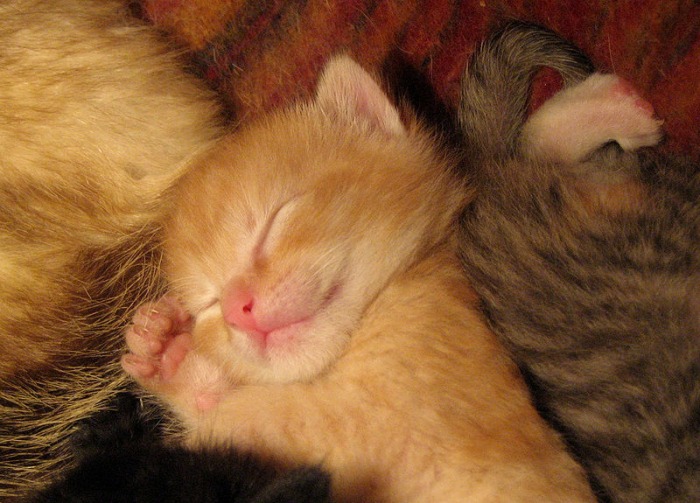 800px-sleeping_baby_cat.jpg